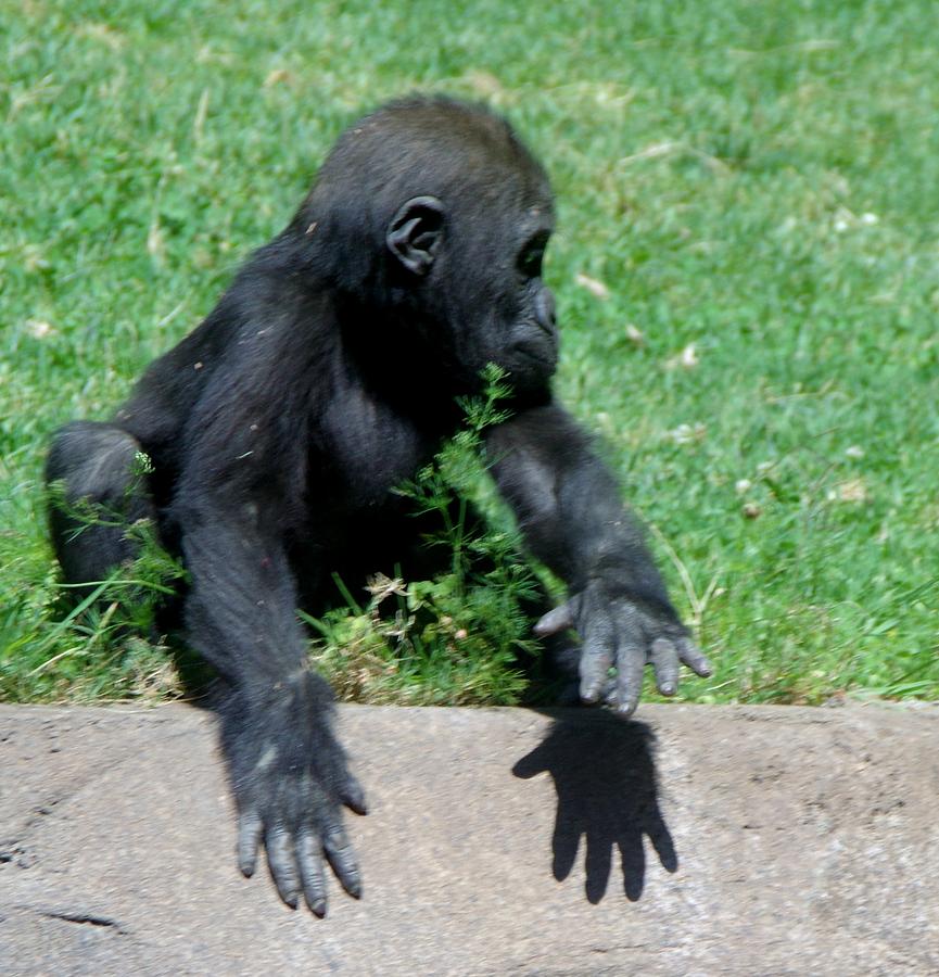 Gorilla Photograph - Gorilla Baby Mary Joe by Phyllis Spoor