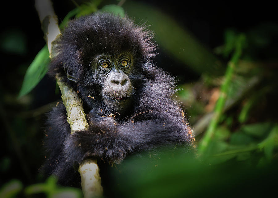 Nature Photograph - Gorilla Baby by Vicki Jauron