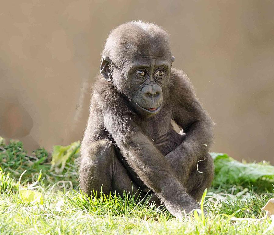 Gorilla Baby Photograph by William Bitman
