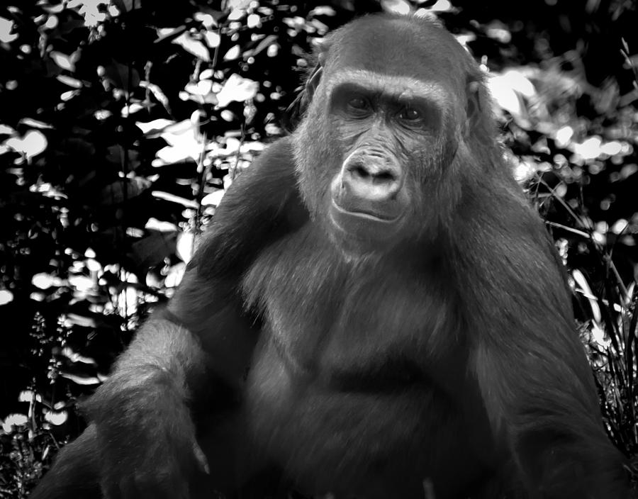 Gorilla Chilla Photograph by Kevin Munro