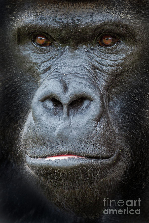 Gorilla Close Up Photograph by Jerry Fornarotto