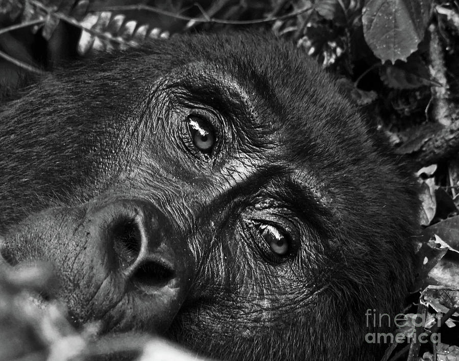 Gorilla Closeup Photograph by Michael Cinnamond