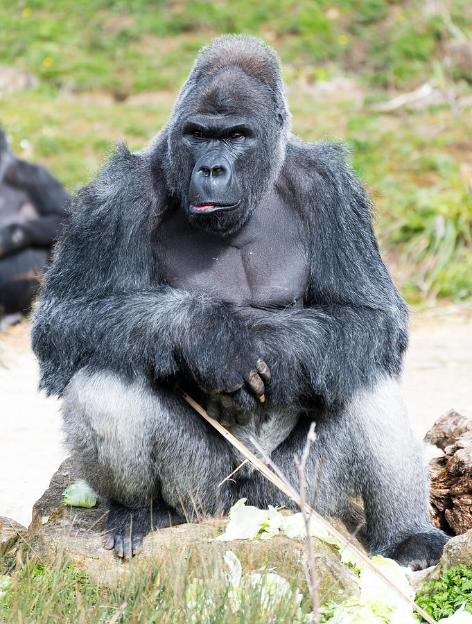Gorilla Photograph by Colin Rayner