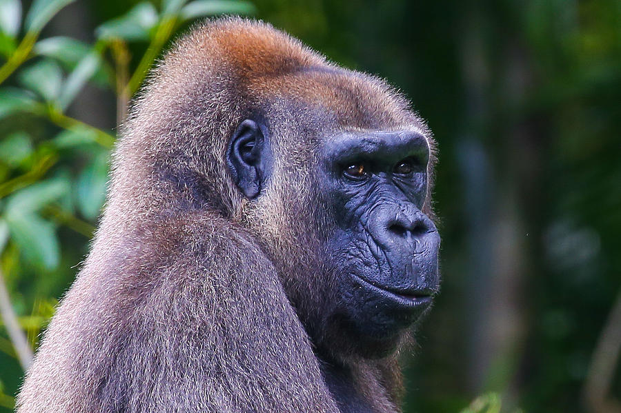 Gorilla  Photograph by Dart Humeston