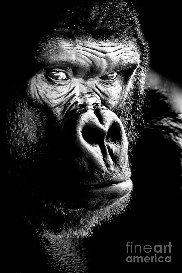 Gorilla Photograph by David Millenheft
