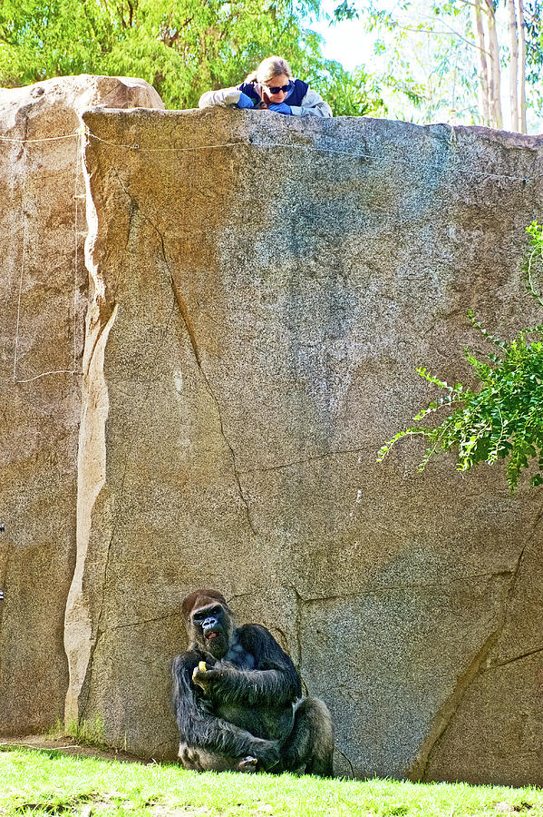 Gorilla Eating a Banana in San Diego Zoo Animal Safari Park, California  Photograph by Ruth Hager