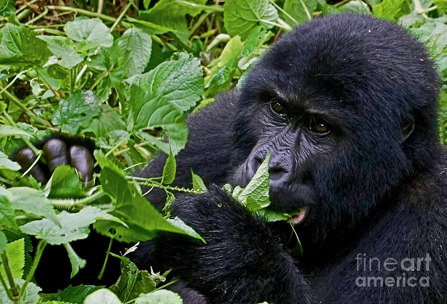 Gorilla Eating Photograph by Michael Cinnamond