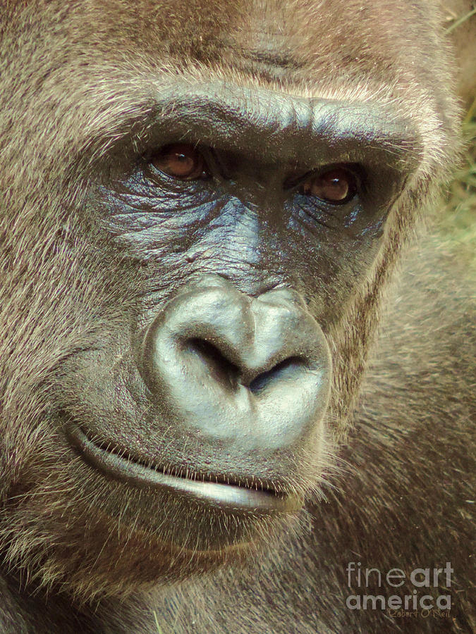 Gorilla Eyes Photograph by Robert ONeil