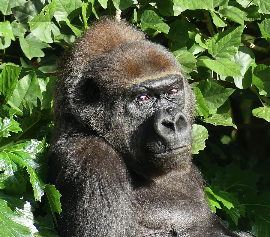 Gorilla Gazes Photograph by Margaret Saheed