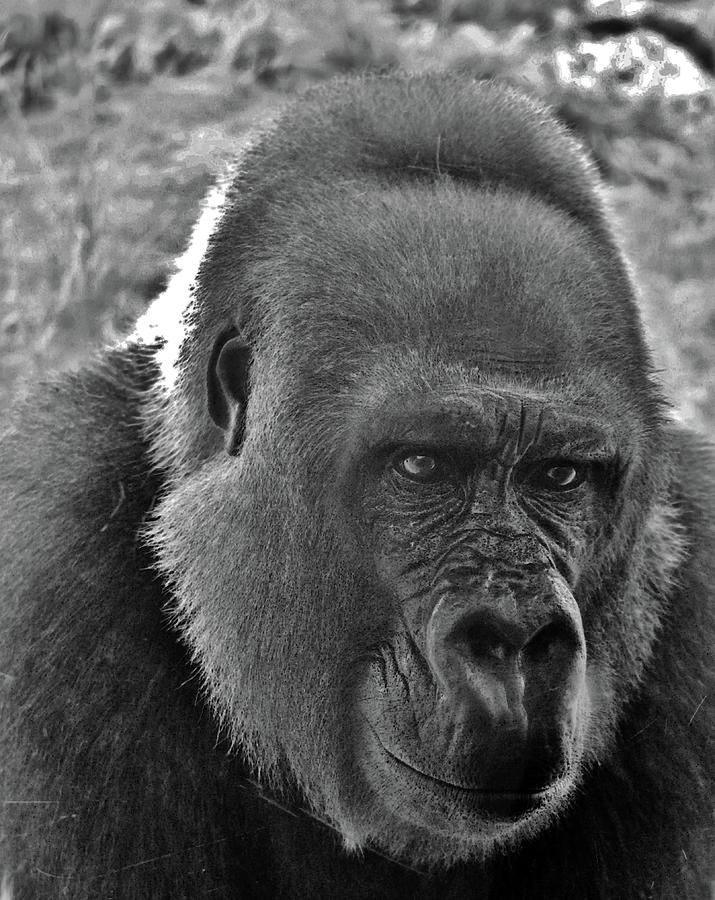 Gorilla Head Shot Photograph by Cynthia Guinn