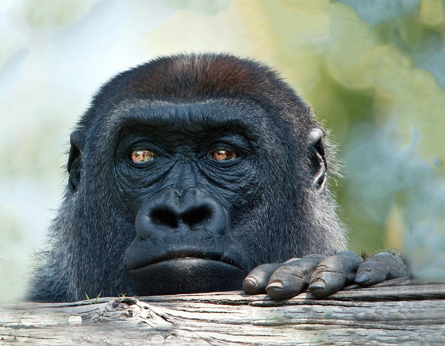 Gorilla Headshot Photograph by William Bitman
