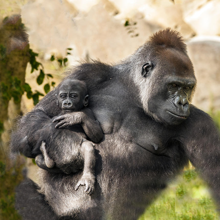 Gorilla Holding Her Baby Photograph by William Bitman