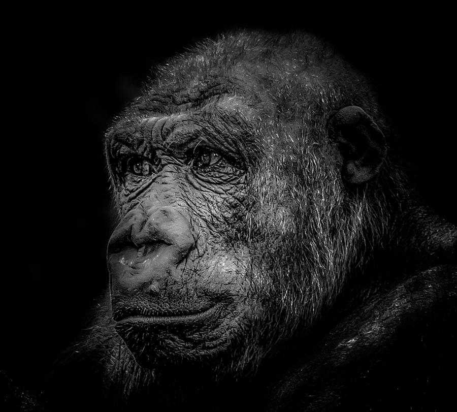 Wildlife Photograph - Gorilla in black and white by Xenia Headley