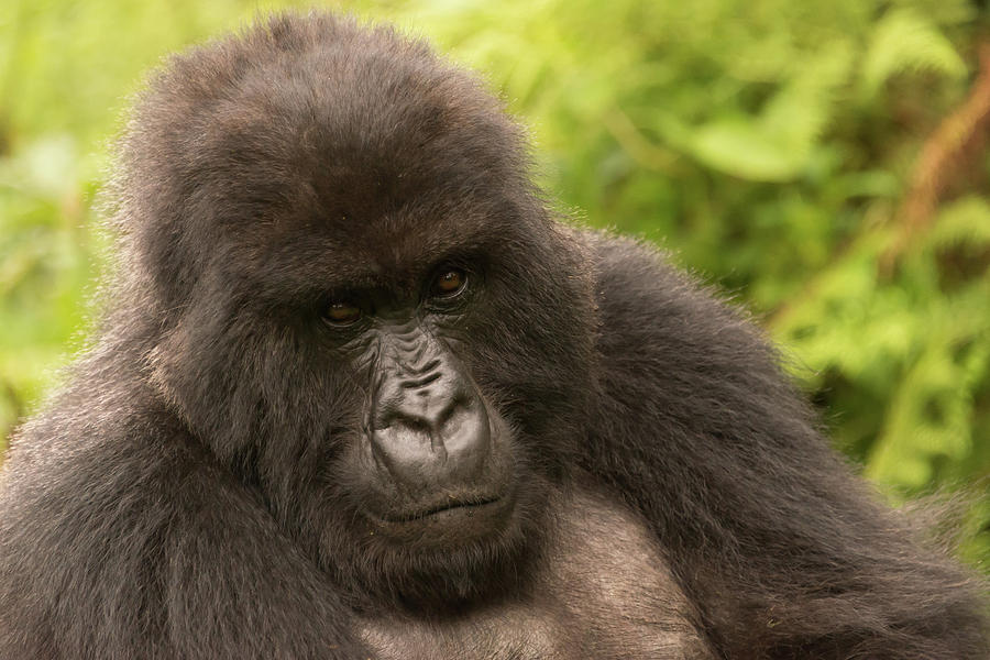 Gorilla in forest looks sadly into distance Photograph by Ndp - Fine ...