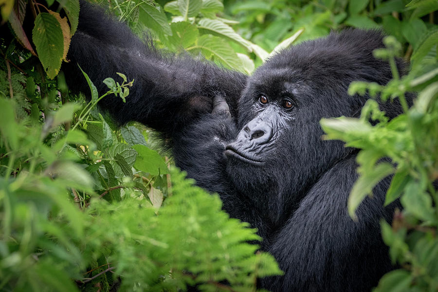 Gorilla In The Jungle Photograph by Stephanie Wolden - Fine Art America