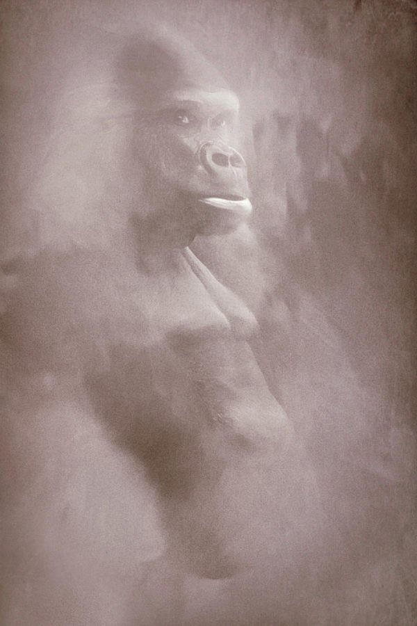 Gorilla In The Mist 2 Digital Art by Roy Pedersen