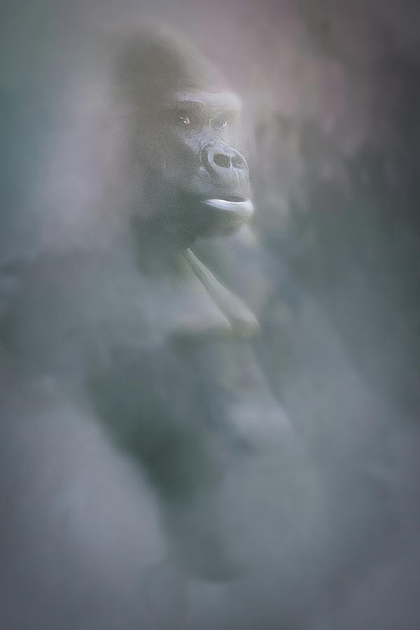 Gorilla In The Mist Digital Art by Roy Pedersen
