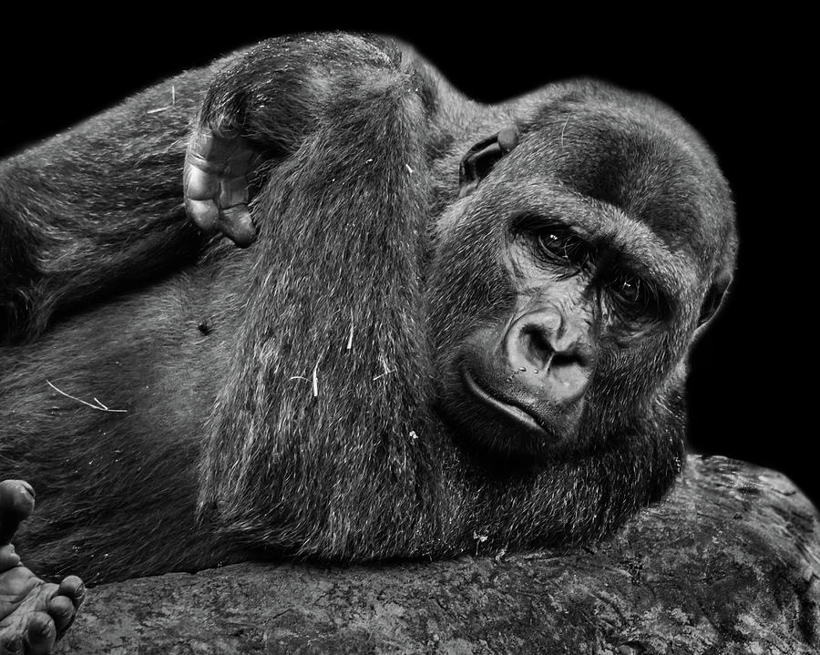Gorilla Photograph by Jaime Mercado