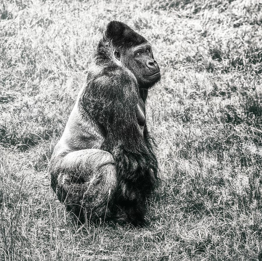 Gorilla Photograph by Jaroslav Buna
