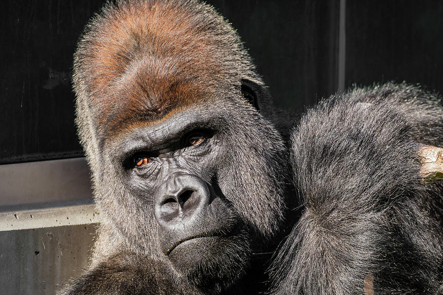 Gorilla Photograph by Jay Stockhaus