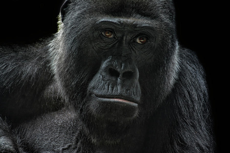 She-Gorilla Photograph by Joachim G Pinkawa - Fine Art America