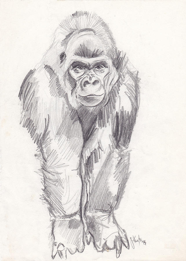 Gorilla Drawing by John Keaton