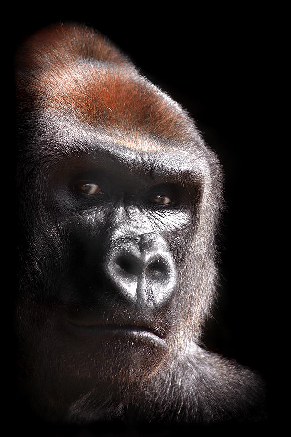 Wildlife Photograph - Gorilla ... Kouillou by Stephie Butler