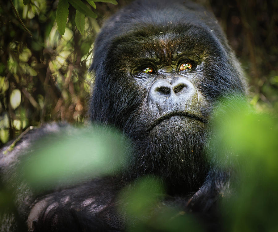 Nature Photograph - Gorilla Looking Up by Vicki Jauron
