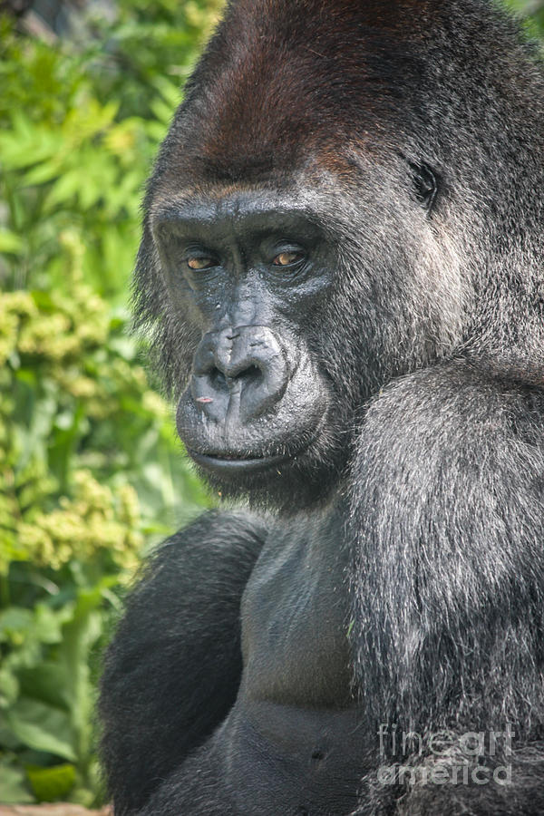 Gorilla Photograph by Lynn Sprowl