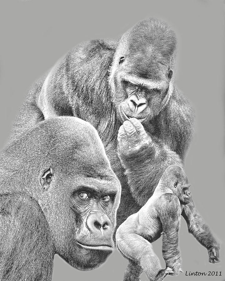 Gorilla Montage 2 Digital Art by Larry Linton