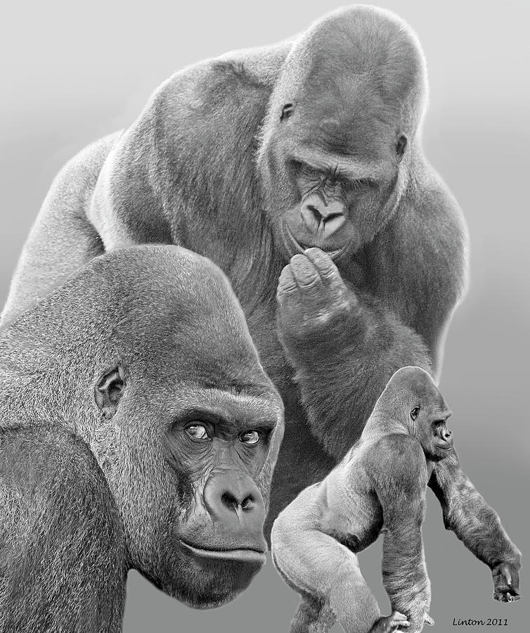 Gorilla Montage Photograph by Larry Linton