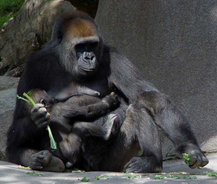 Gorilla Mother Baby Contentment Photograph by Phyllis Spoor
