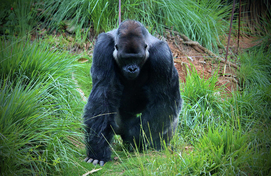 Gorilla On The Prowl Photograph by Cynthia Guinn
