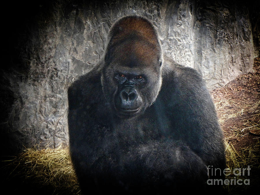 Gorilla Portrait Photograph by Judy Hall-Folde