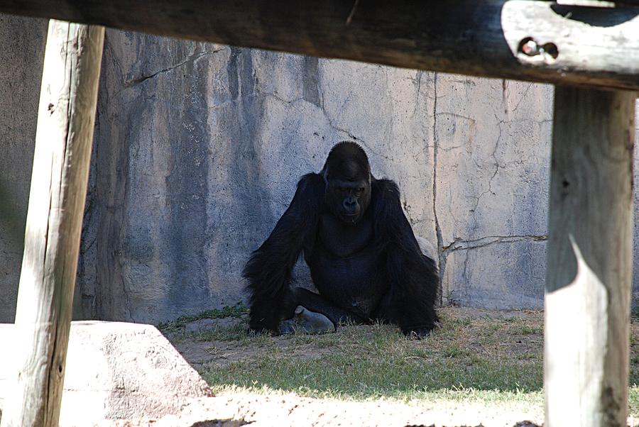 Gorilla Portrait Photograph by Kenny Glover