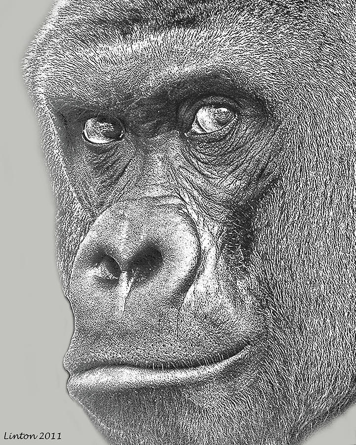 Gorilla Portrait Digital Art by Larry Linton