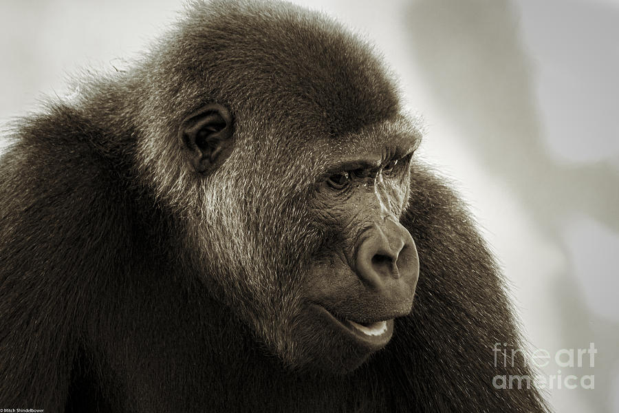 Gorilla Portrait Photograph by Mitch Shindelbower