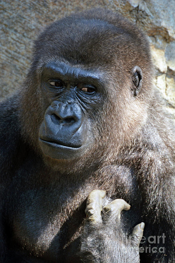  Gorilla Portrait  Photograph by Savannah Gibbs