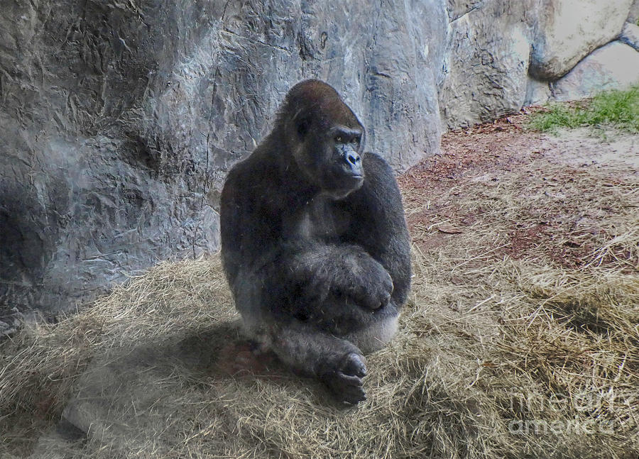 Gorilla Pose Photograph by Judy Hall-Folde