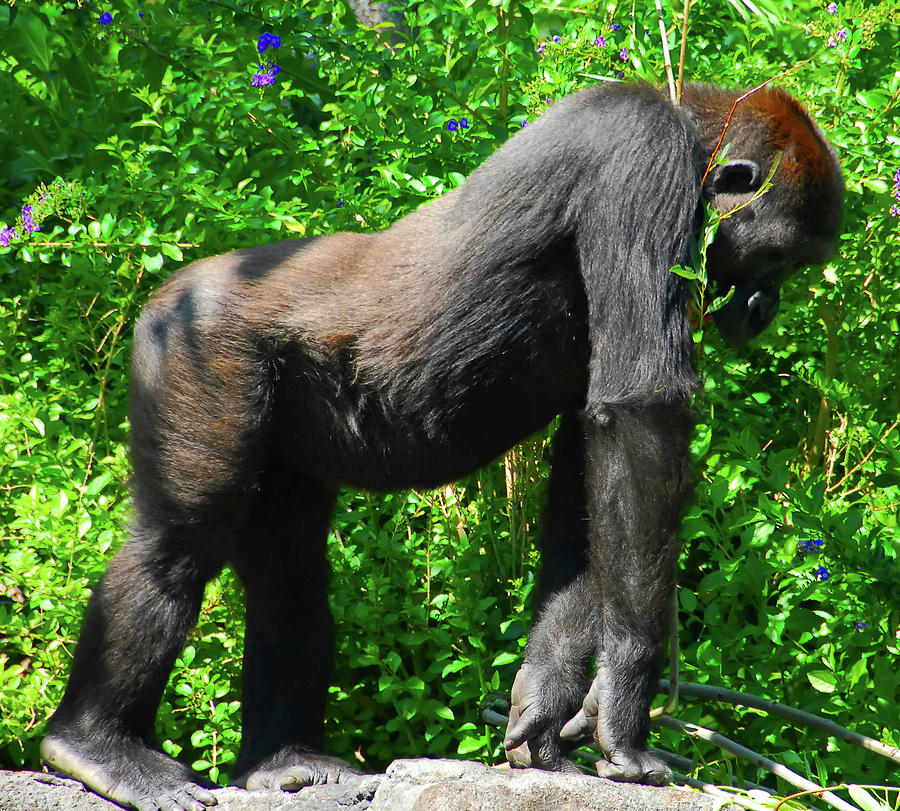Gorilla posing Photograph by David Lee Thompson