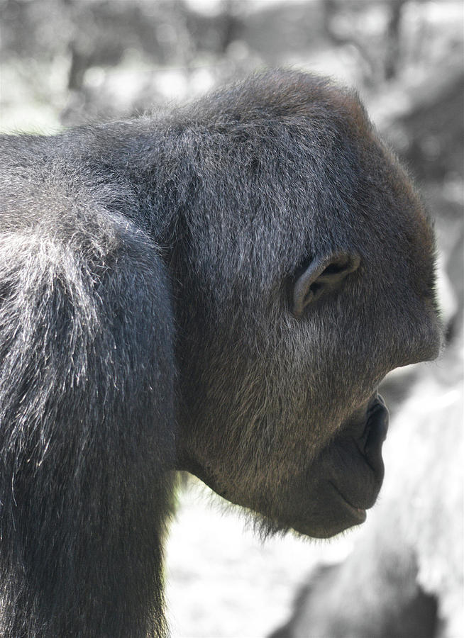 Gorilla Profile Photograph by Joseph Hedaya