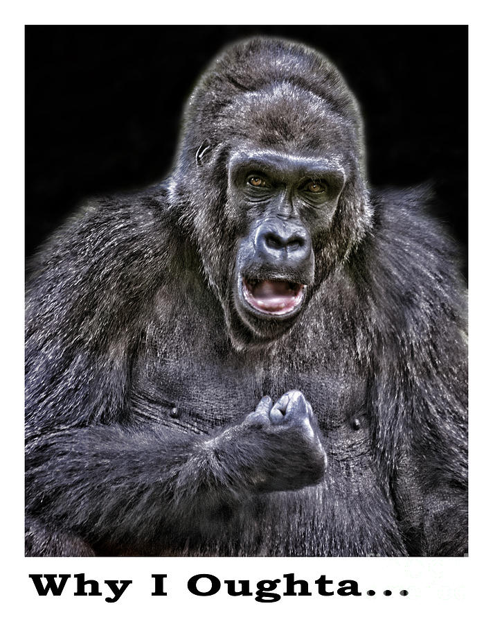 Gorilla Ready to Box Greeting Card Version Photograph by Jim Fitzpatrick