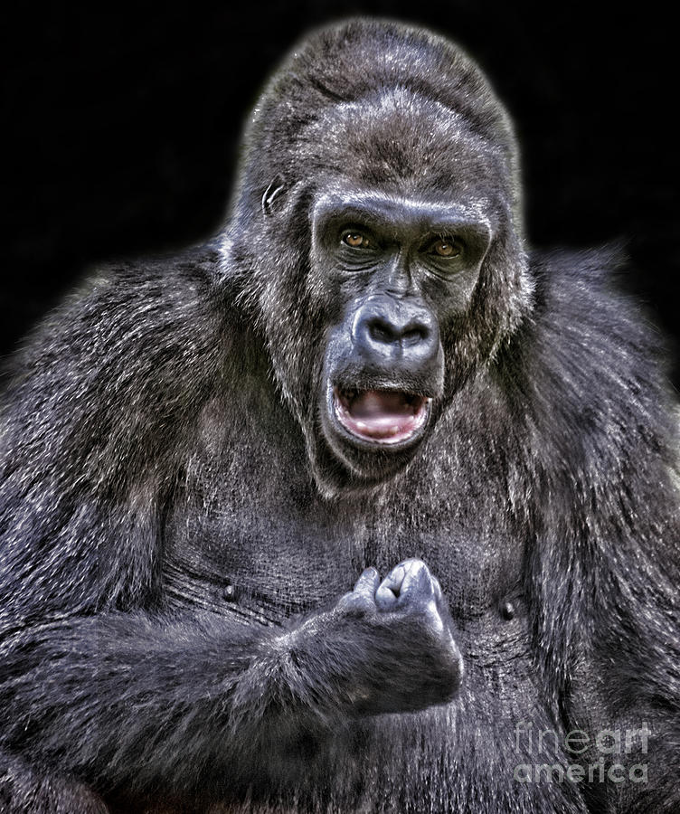 Gorilla Ready to Box Photograph by Jim Fitzpatrick