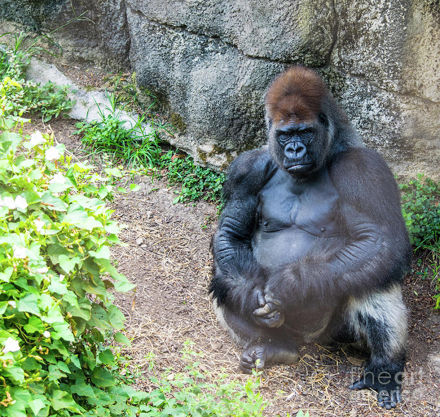 Gorilla Photograph by Robert Edgar