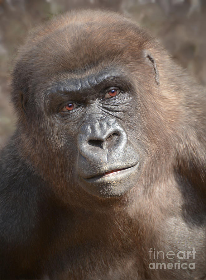 Gorilla Photograph by Savannah Gibbs