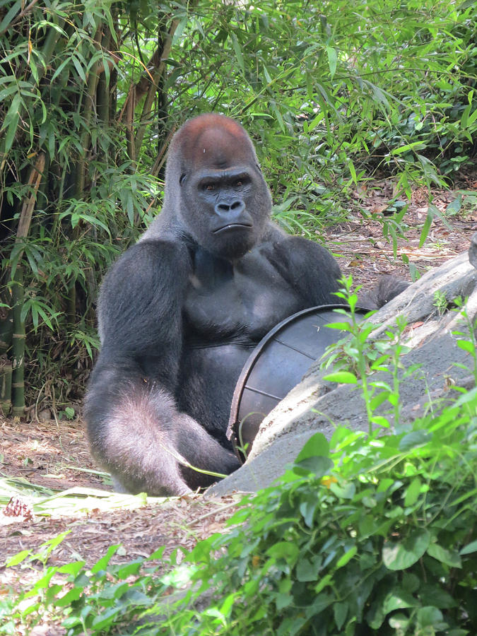 Gorilla Says Photograph by Douglas Martin