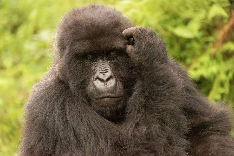 Gorilla scratches its head with eyes closed Photograph by Ndp - Pixels