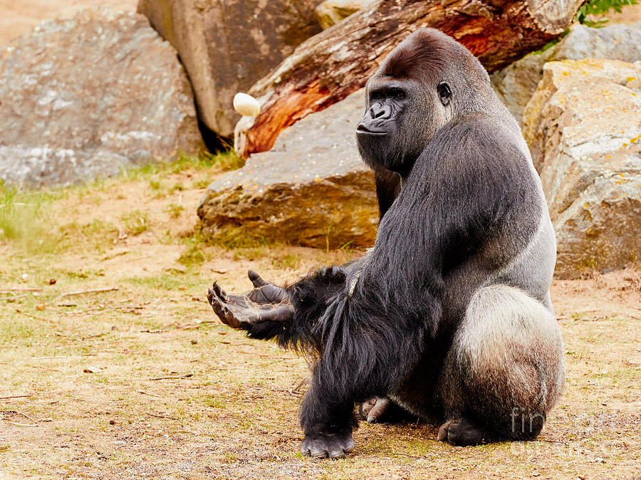 Gorilla Sitting Upright Holding His Hand Up Photograph
