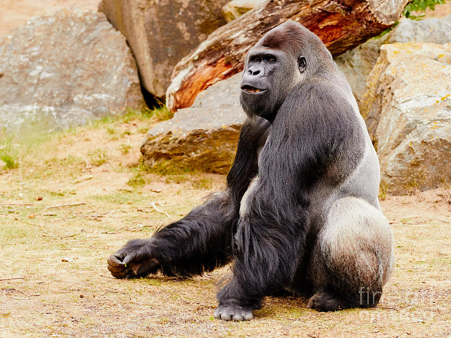 Gorilla sitting upright Photograph by Nick  Biemans