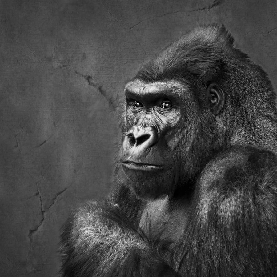 Gorilla Stare - Black and White Photograph by Nikolyn McDonald